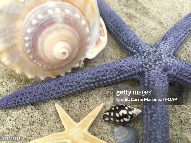 Carrie Shell Shell 306 Carrie Basic Stock Photos, High-Res Pictures, and Images - Getty Images