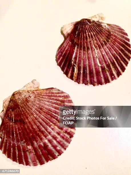 studio shot of seashells - coquille de coque photos et images de collection
