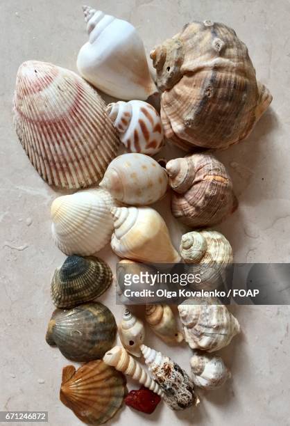 high angle view of  sea shells - coquille de coque photos et images de collection