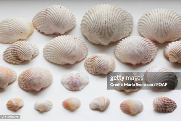 sea shells in various sizes and shades of colors - coquille de coque photos et images de collection