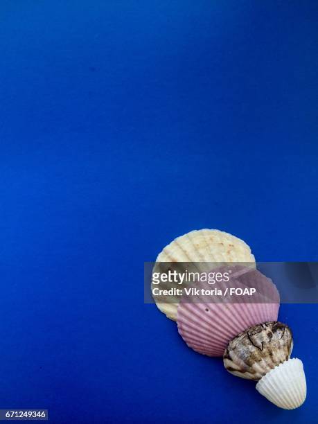 studio shot of seashells on blue background - coquille de coque photos et images de collection