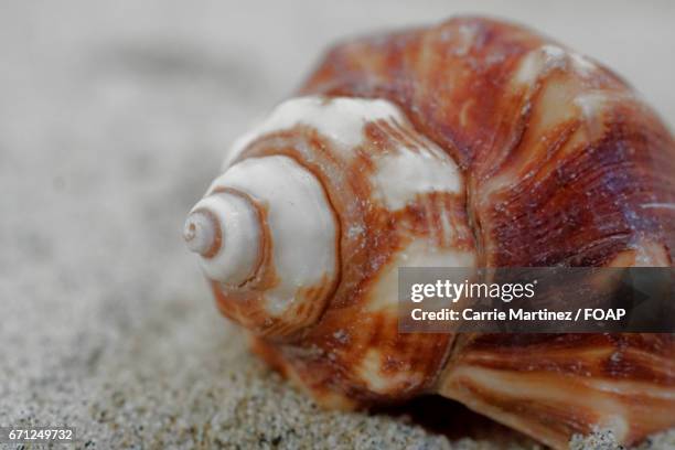 Carrie Shell Shell 306 Carrie Basic Stock Photos, High-Res Pictures, and Images - Getty Images