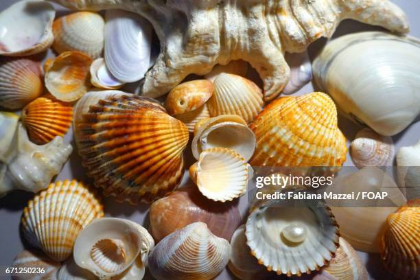 high angle view of seashells - coquille de coque photos et images de collection