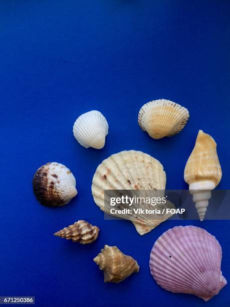 arrangement of seashells on blue background - coquille de coque photos et images de collection
