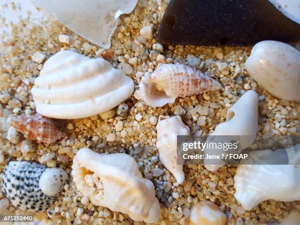112 Conch (Instrument) Stock Photos, High-Res Pictures, and Images ...