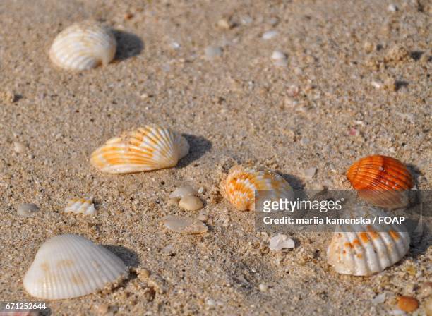 close-up of seashells on sand - coquille de coque photos et images de collection