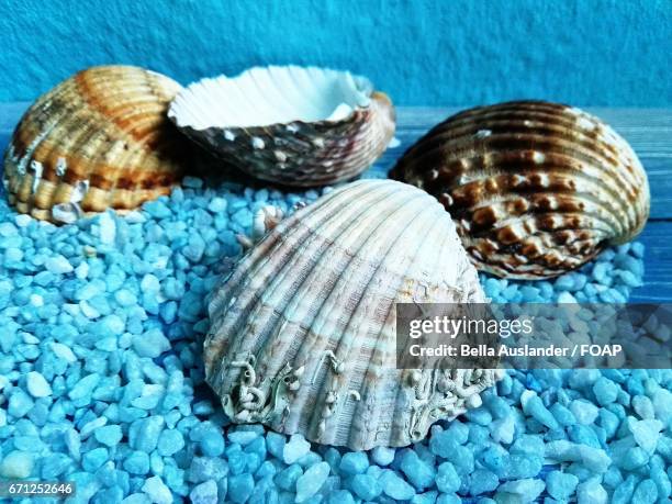close-up of scallop seashells - coquille de coque photos et images de collection