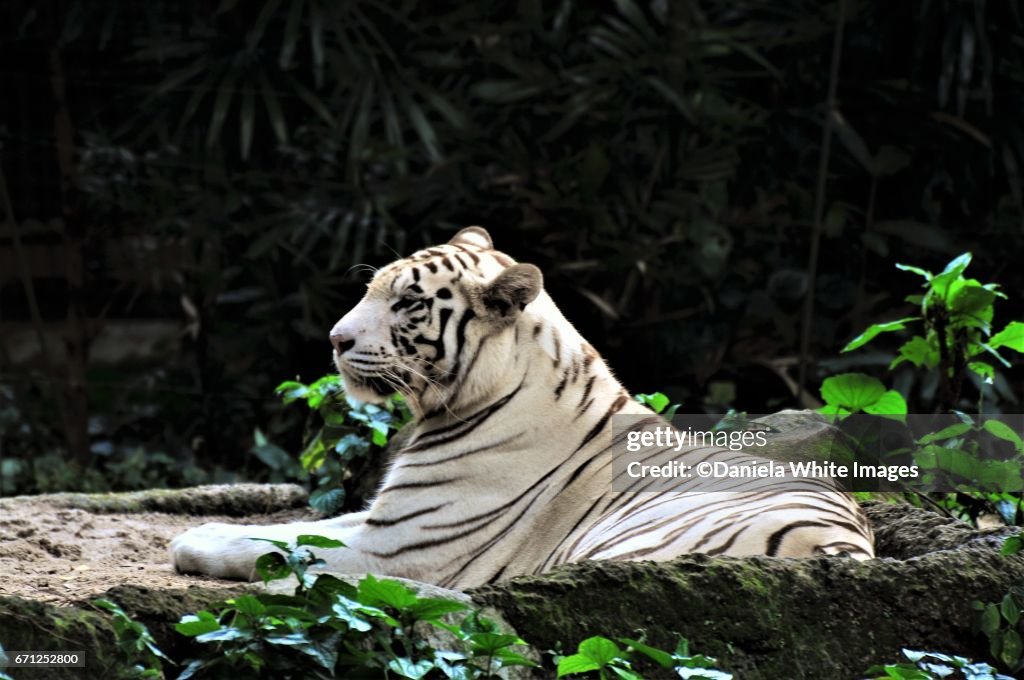 White Bengal/Panthera Tigris -Side portrait