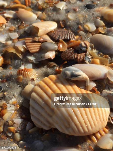 seashells on beach - broken seashell stock pictures, royalty-free photos & images