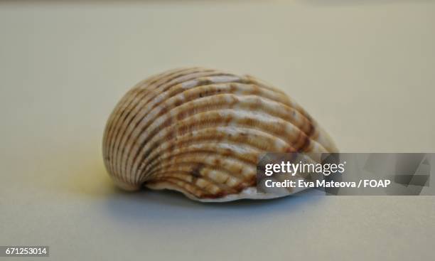 sea shell against white background - coquille de coque photos et images de collection