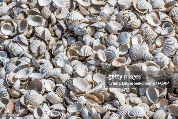 full frame on white seashells - coquille de coque photos et images de collection