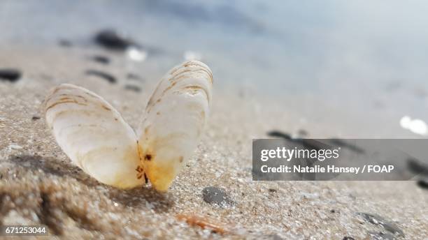 Beach Shell Open 90 Clam Shell Open Stock Photos, High-Res Pictures, and Images - Getty ...