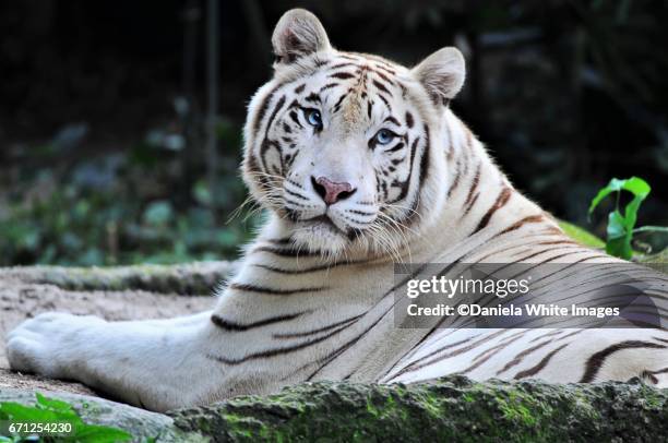 white bengal/panthera tigris- facing camera - bengal tiger fotografías e imágenes de stock