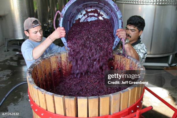 Workers with a tub of pressed grapes at Domaine Berrien Cellars.