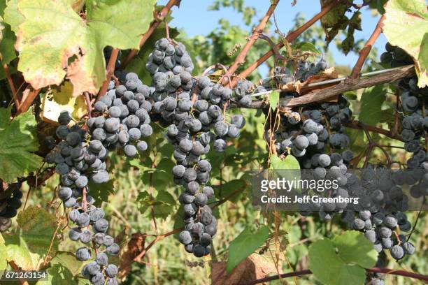 Grapes in the vineyard at Domaine Berrien Cellars.