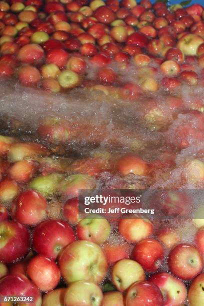 Worker sorting apples at Uncle John's Cider Mill.