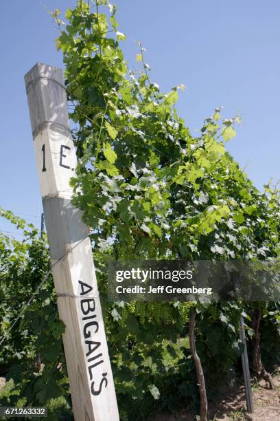 Abigail's vines in the vineyards at Domaine Berrien Cellars.