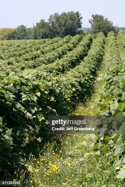 The vineyard at Domaine Berrien Cellars.