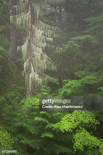 north cascades old growth forest - wildnisgebiet glacier peak stock-fotos und bilder