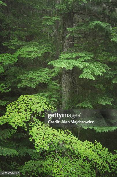 north cascades old growth forest - wildnisgebiet glacier peak stock-fotos und bilder
