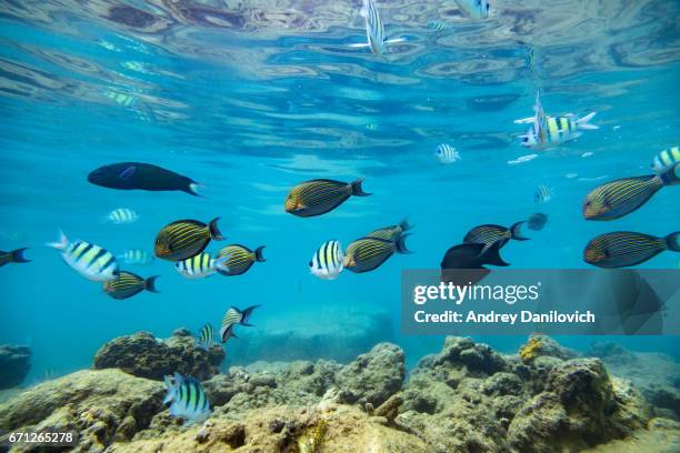 Flck Fish 509 Flock Of Fish Stock Photos, High-Res Pictures, and Images - Getty ...