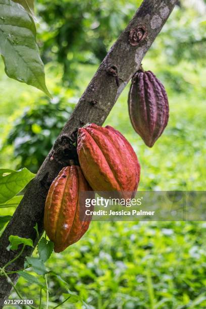 cacao pods hanging on a tree - cacao tree stock-fotos und bilder