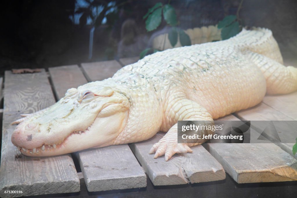A white alligator at Audubon Aquarium of the Americas.