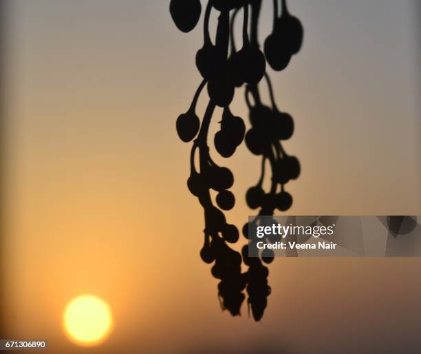 silhouette of cassia fistula/golden shower against the rising sun - amaltas foto e immagini stock