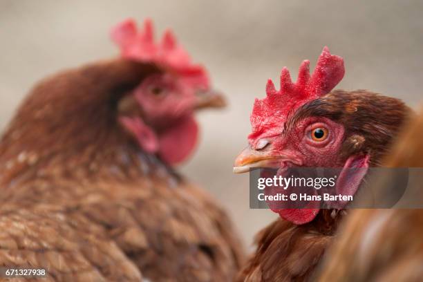 hens - hans barten stock pictures, royalty-free photos & images