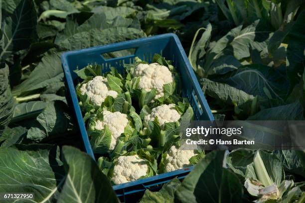 casket with fresh cauliflowers - hans barten stockfoto's en -beelden