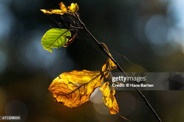 autumn leaves - hans barten stock pictures, royalty-free photos & images