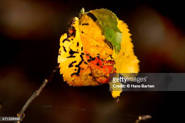 autumn leaves - hans barten stock pictures, royalty-free photos & images