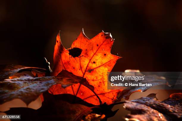 autumn leaves - hans barten stockfoto's en -beelden