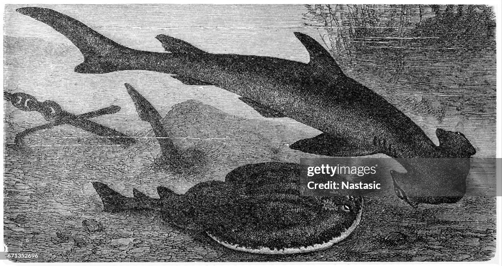 Smooth hammerhead (Sphyrna zygaena) and Marbled Electric Ray (Torpedo Marmorata)