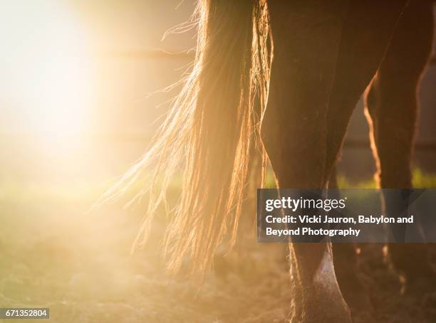 hazy sunset against horse legs - horse tail stock pictures, royalty-free photos & images