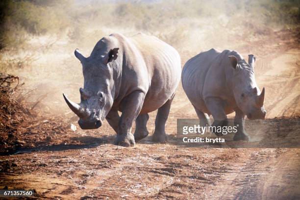 兩個白色的運行和製作粉塵在馬蒂克維遊戲儲備在南非的犀牛 - poaching animal welfare 個照片及圖片檔