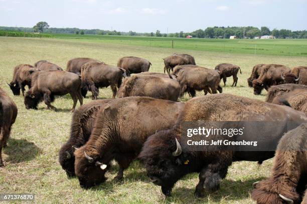 Bison Ranch Images 533 Bison Ranch Stock Photos, High-Res Pictures, and Images - Getty Images