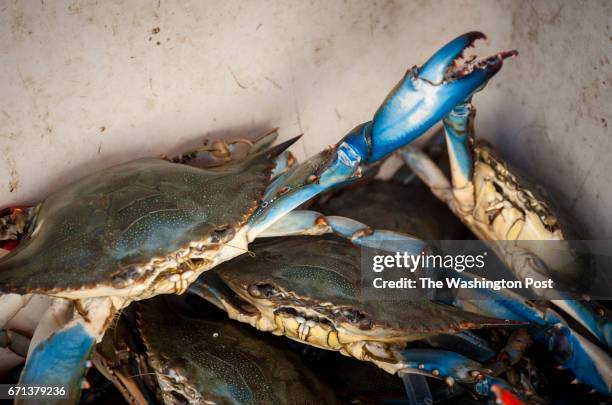 Maryland Blue Crabs are what trotlining is all about. About a mile of line is laid on the sea bottom with chicken bones baited every six feet. The...