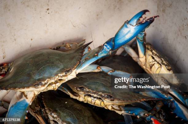 Maryland Blue Crabs are what trotlining is all about, off Tilghman Island, Maryland on September 18, 2013. About a mile of line is laid on the sea...