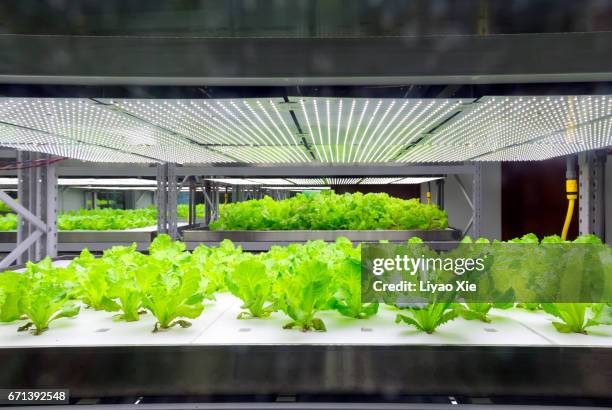 hydroponic system - hydroponics stockfoto's en -beelden