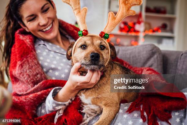 il suo cane ama il natale - animale domestico foto e immagini stock