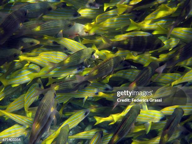 shoal of bluestripe snapper (lutjanuskasmira) - bluestripe schnapper stock-fotos und bilder