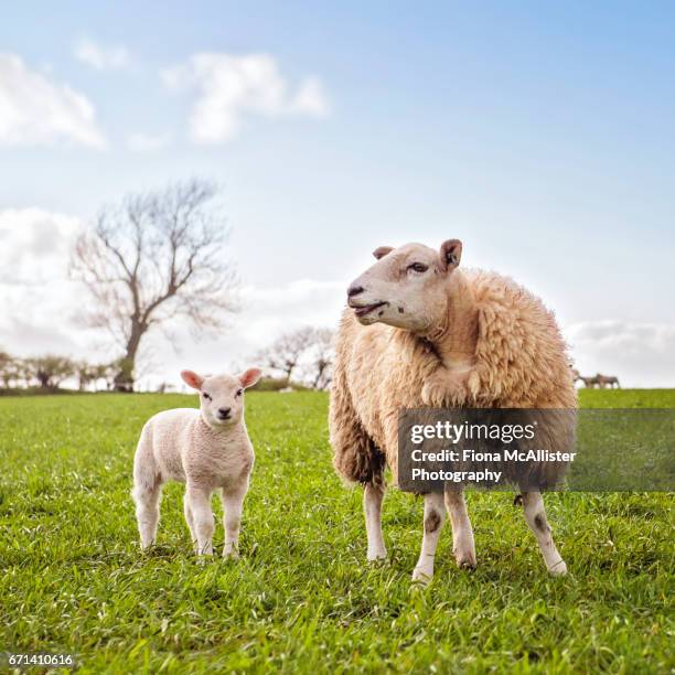 ewe and lamb in field, sheep farming - mutterschaf stock-fotos und bilder