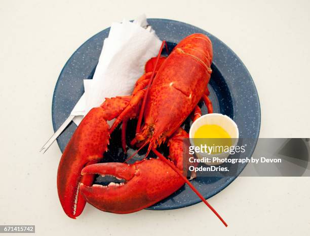 cooked lobster on blue enamel plate - lobster dinner stock pictures, royalty-free photos & images