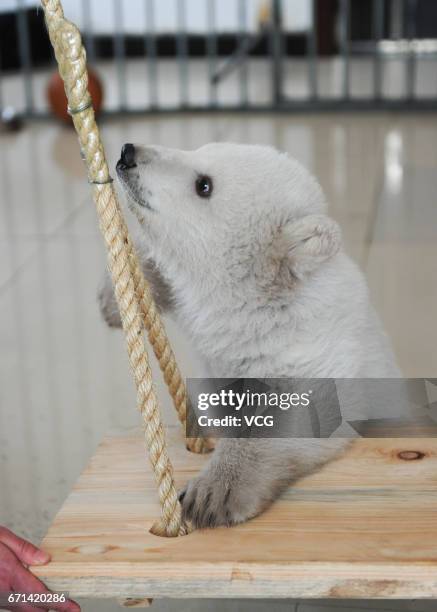 Polar bear cub "Irina" plays on the swing at Ocean Aquarium of Penglai on April 22, 2017 in Yantai, Shandong Province of China. Irina was born to...