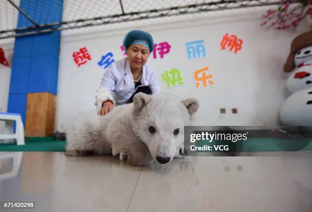 Polar bear cub "Irina" plays at Ocean Aquarium of Penglai on April 22, 2017 in Yantai, Shandong Province of China. Irina was born to Peng Peng, a...