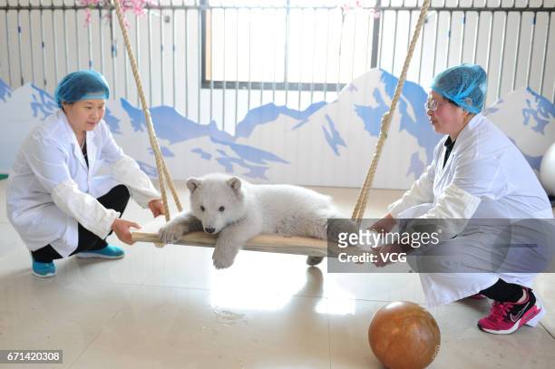 Polar bear cub "Irina" plays on the swing at Ocean Aquarium of Penglai on April 22, 2017 in Yantai, Shandong Province of China. Irina was born to...