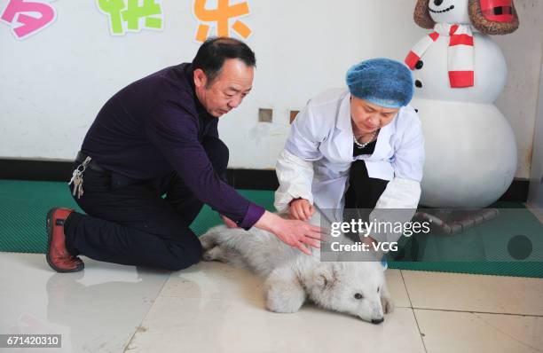 Polar bear cub "Irina" meets visitors at Ocean Aquarium of Penglai on April 22, 2017 in Yantai, Shandong Province of China. Irina was born to Peng...