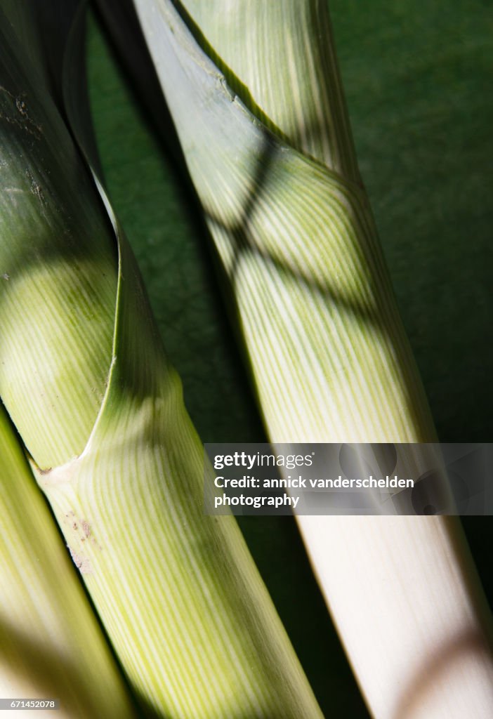 Leek bundle.