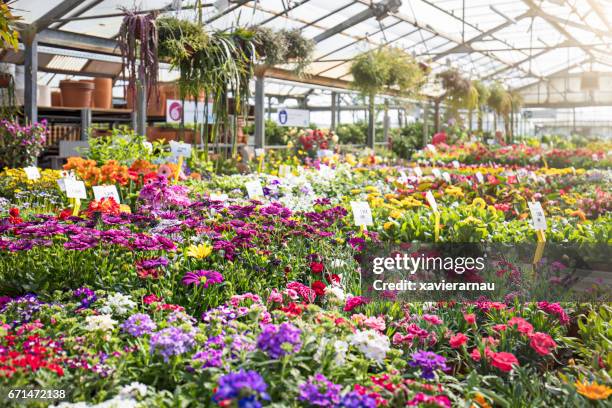 verschiedene bunte blumen wachsen in pflanzengärtnerei - gärtnerei stock-fotos und bilder